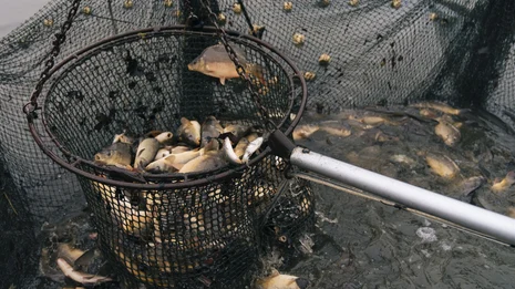 Fische im Fischernetz