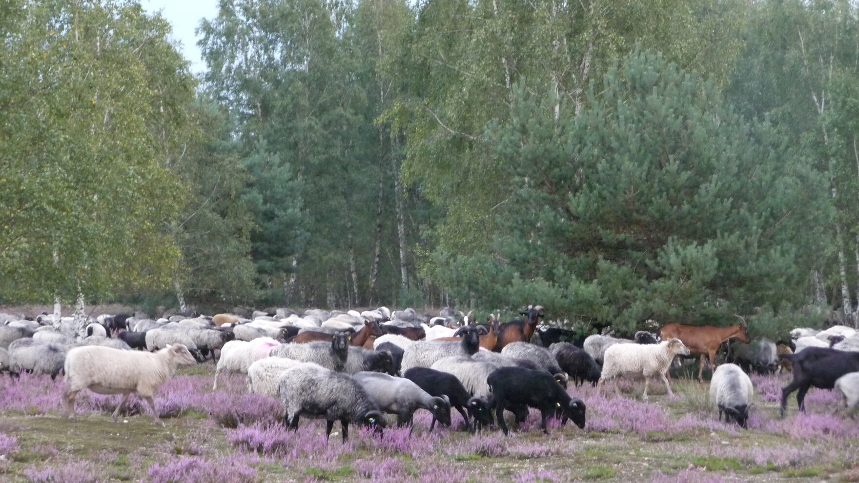 Schafe und Ziegen in der Heide