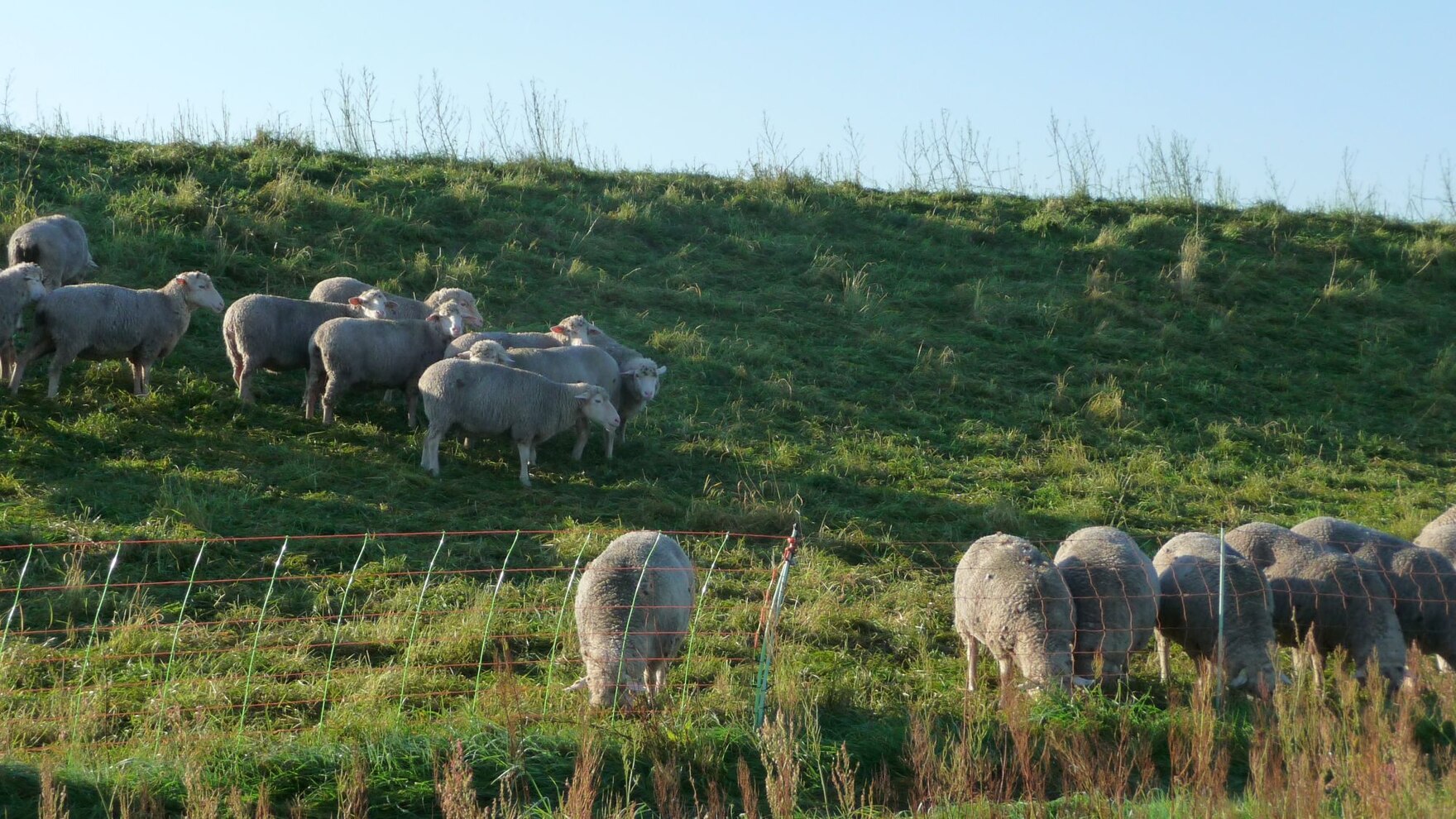 Schafherde auf Weide