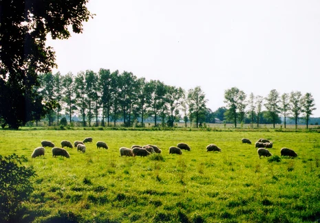 Schafe Weidende Schafe