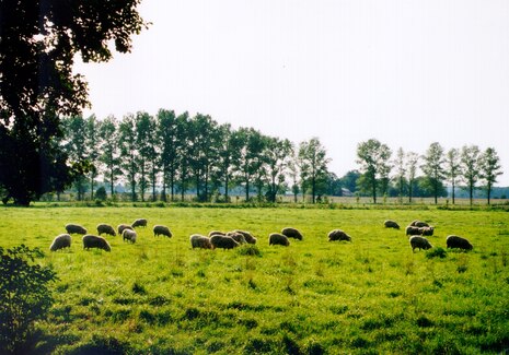 Weidende Schafe