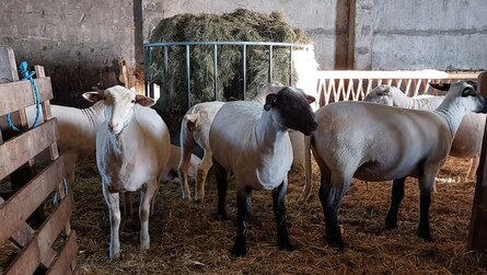 geschorene Fleischschafe