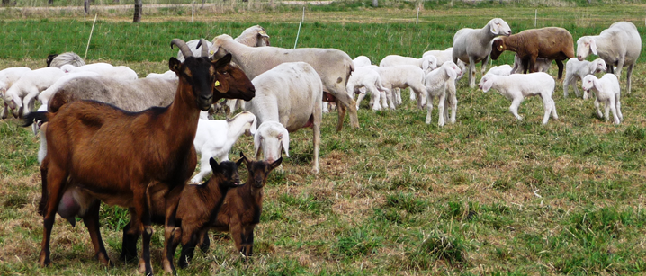 Schafe und Ziegen auf Weide