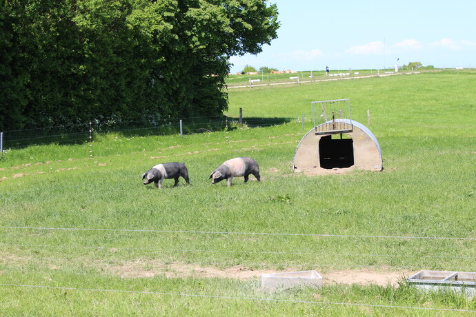 Zwei Schweine auf der Weide. 