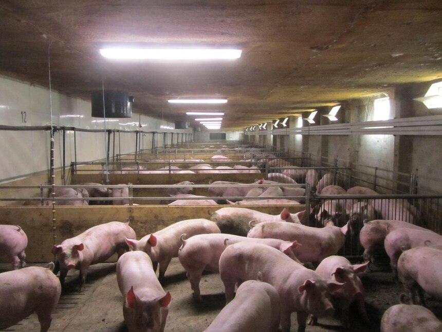 Schweine im Stall