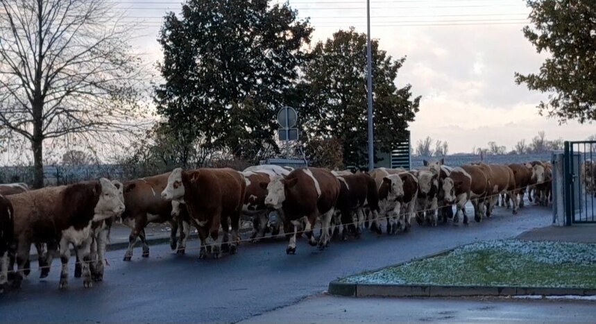 Abtrieb der Fleischrinder