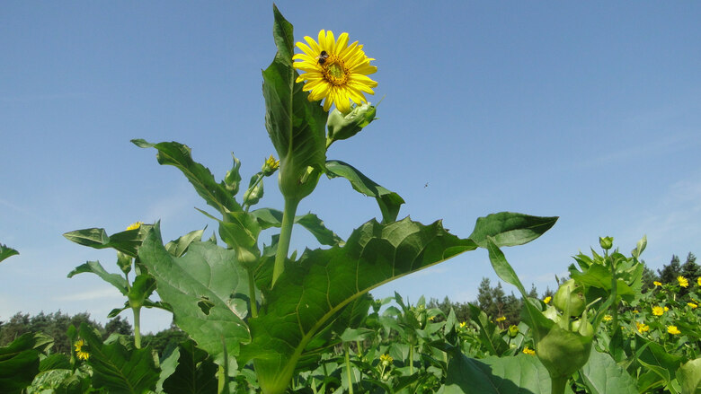 blühende Silphie im Versuchsfeld mit Hummel_2021