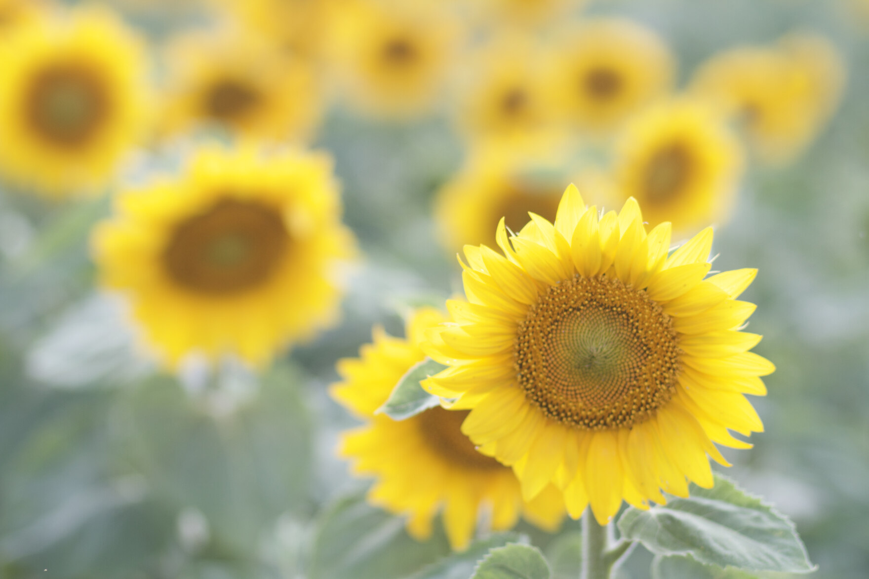 Dngung von Sonnenblumen: Hohe Nhrstoffaneignung nutzen - Landwirtschaft -  sachsen.de