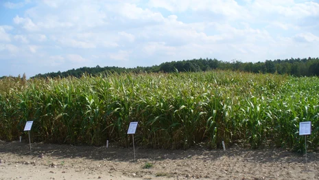 Sorghum_Versuchsfeld_2012_08_29 Sorghum_Versuchsfeld_2012_08_29