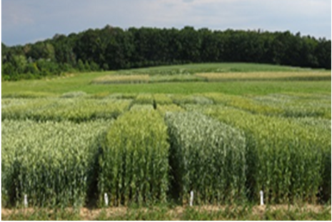 Sortenversuche auf dem Feld