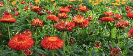 Nahaufnahme einer roten Strohblume