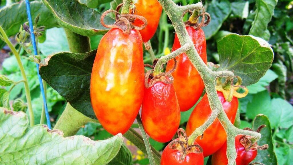 Fleckige Tomtenfrüchte verursacht durch das Tomatenbronzefleckenvirus