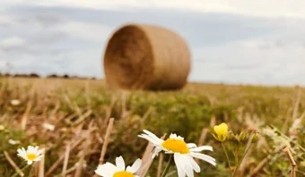 Heuernte Heuballen im Hintergrund vor einem Blühstreifen