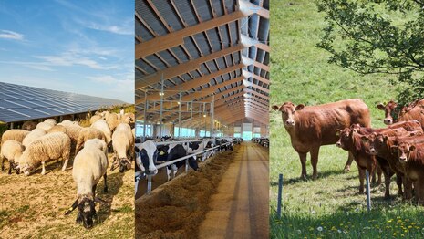 Tierhaltung weidende Schafe, Kühe im Stall, Mutterkuhherde auf der Weide