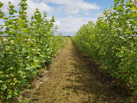 Titelbild Blogbeitrag Baumpflegemaßnahmen KPZ