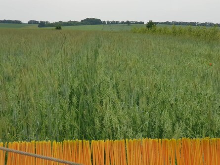 Comcut Unkrautschneider bei der Arbeit