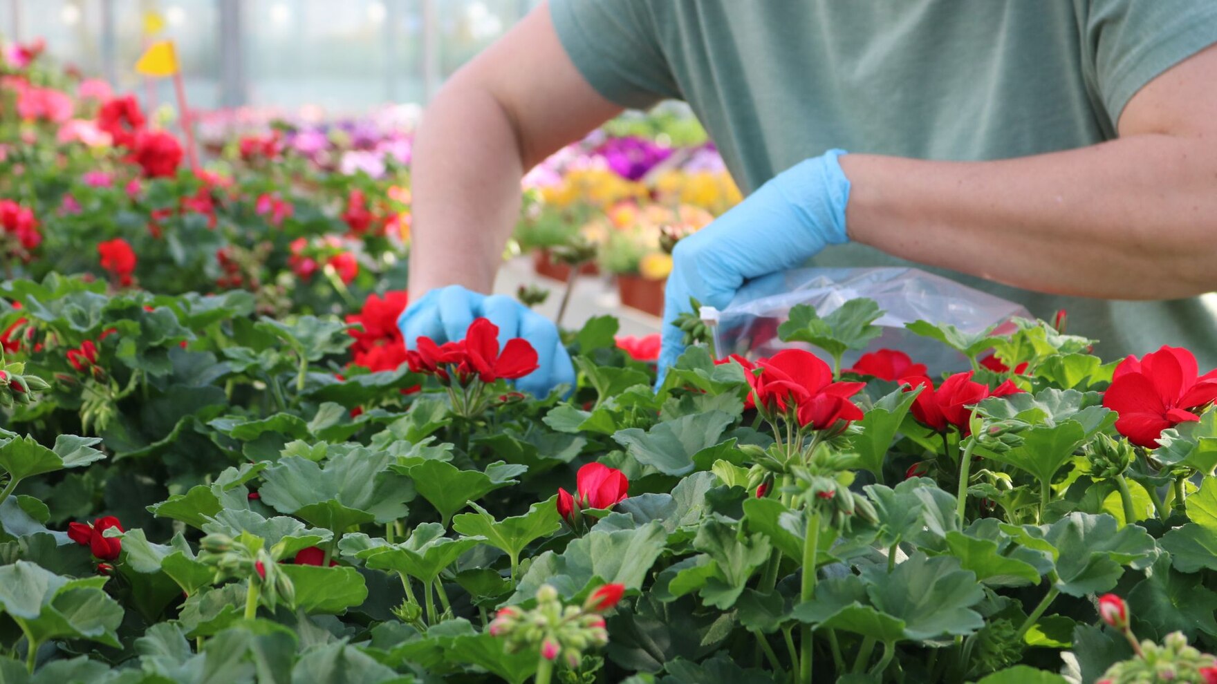 Entnahme von Proben aus rot blühenden Pelargonien