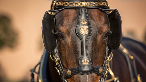 Detailaufnahme des Schweren Warmbluthengstes Veneziano mit traditionellem Fahrzaum mit goldenen sächsischen Wappen und Scheuklappen