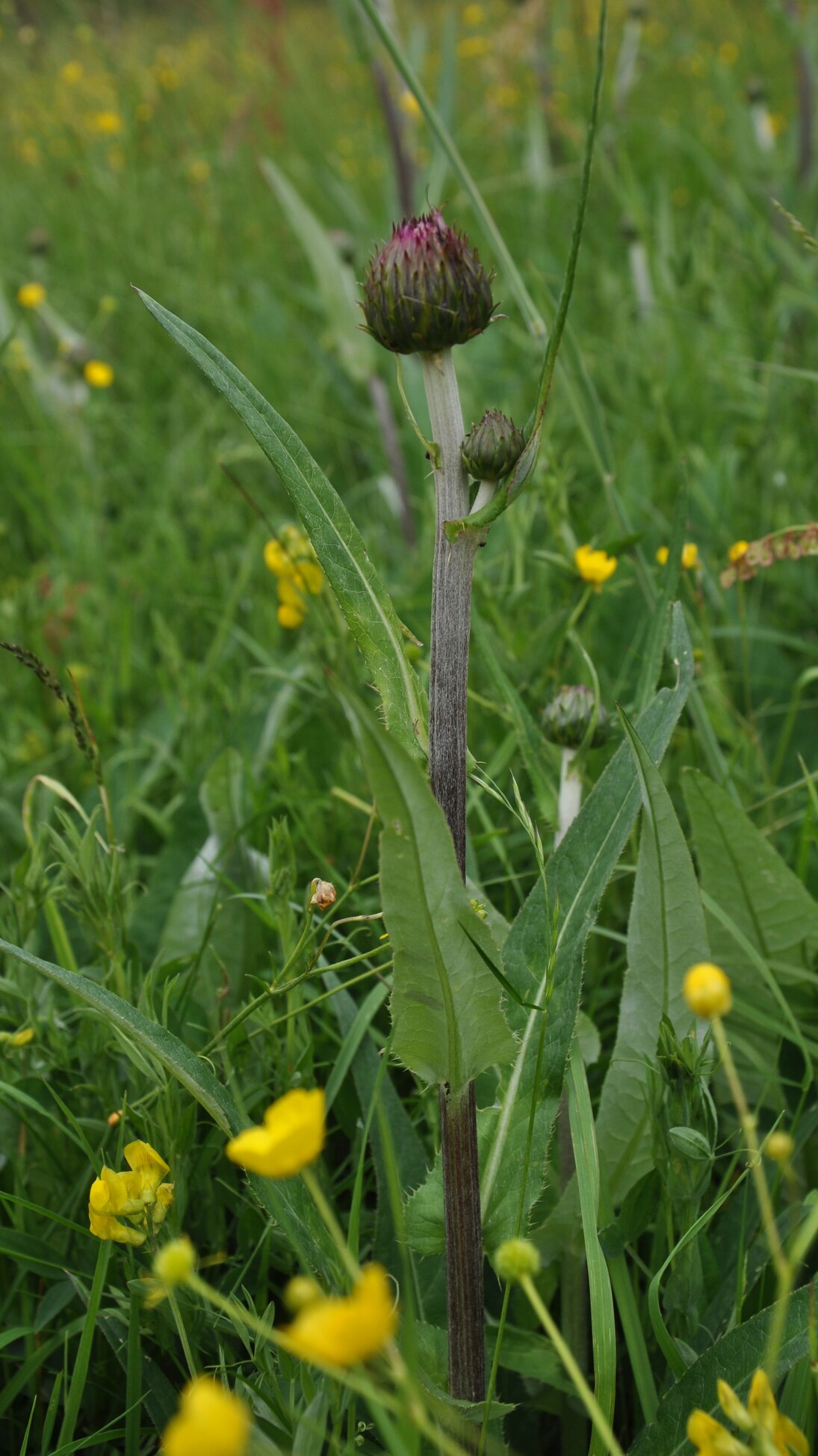 Verschiedenblättrige Kratzdistel (Cirsium heterophyllum)
