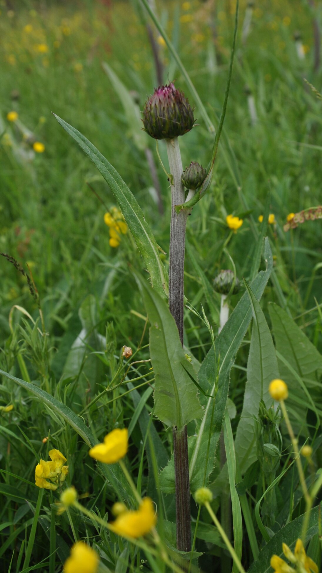 Verschiedenblättrige Kratzdistel (Cirsium heterophyllum)