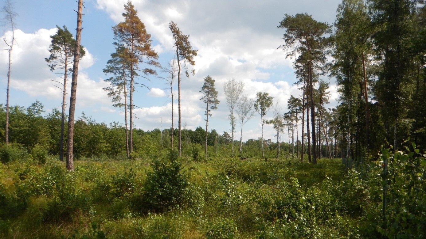 Gefährdete Waldflächen