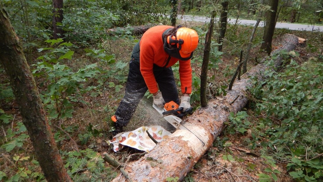 Befallene Bäume werden zersägt