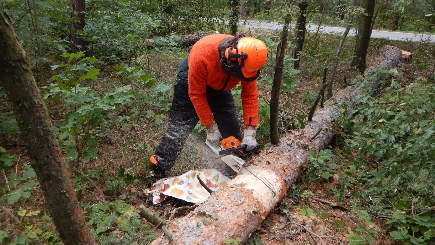 Stichprobenartige Kontrolle durch Zersägen eines Baumes