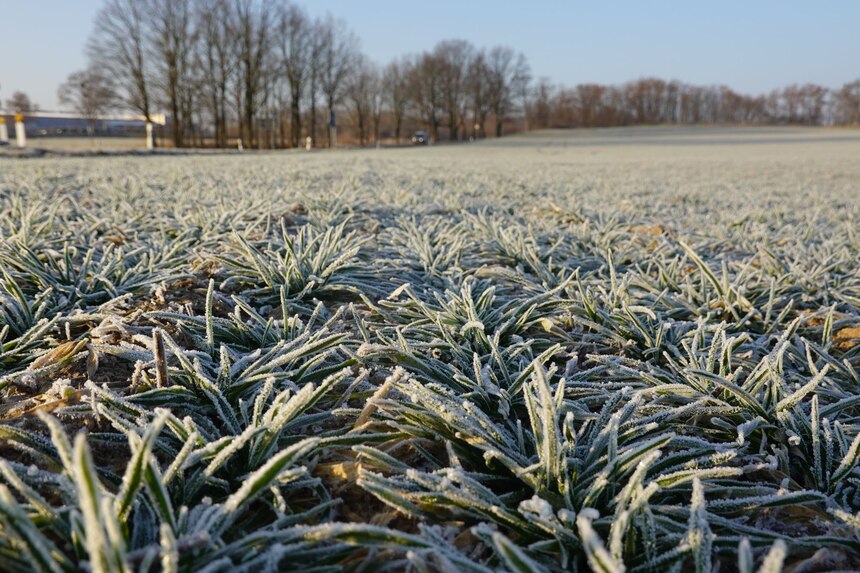 bereiftes Wintergetreide aus der Region Weißenberg Oberlausitz