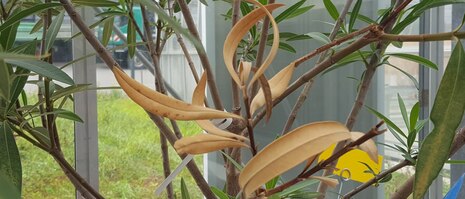 Xylella an Oleander