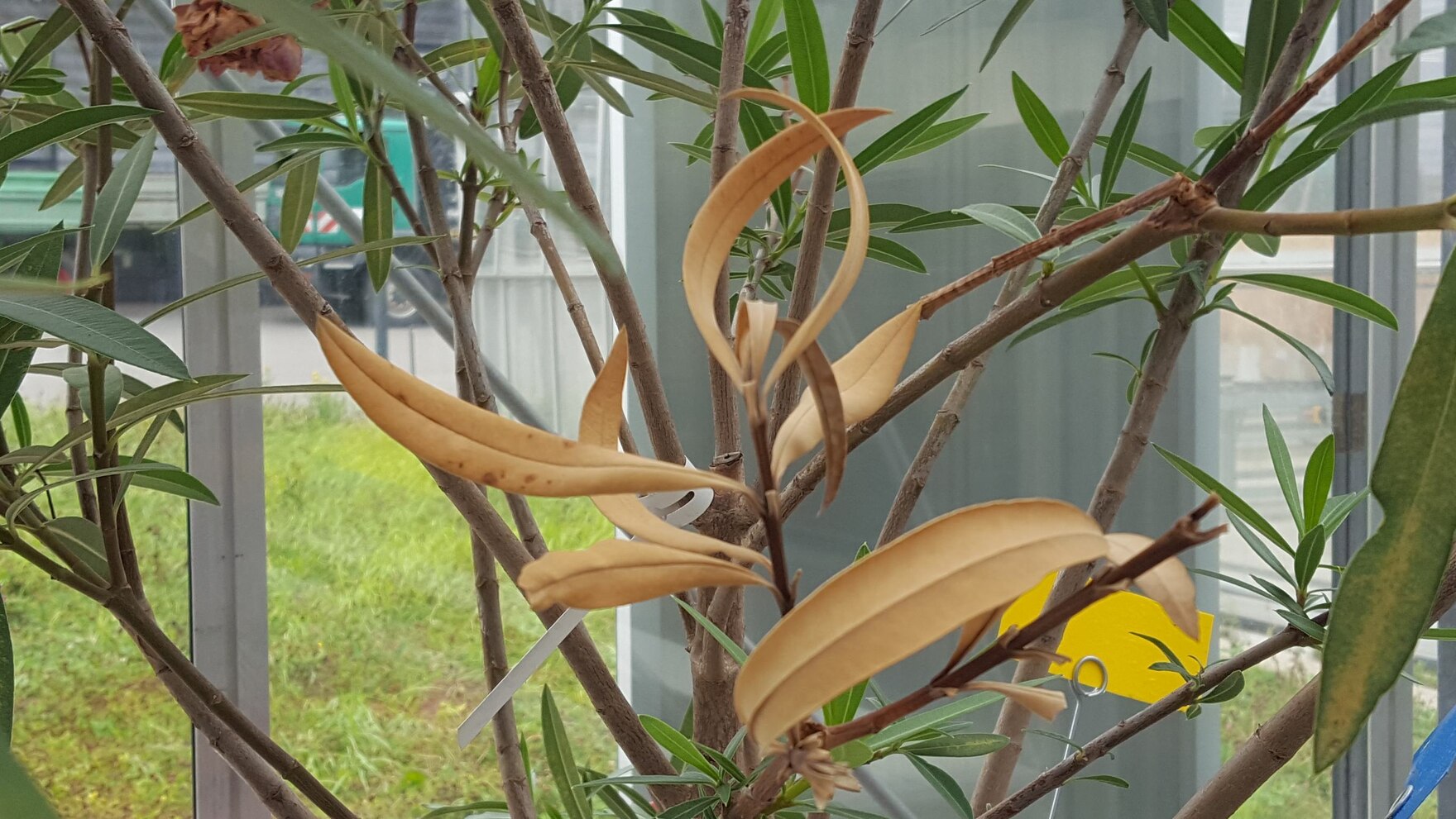 Symptome von Xylella an Oleander