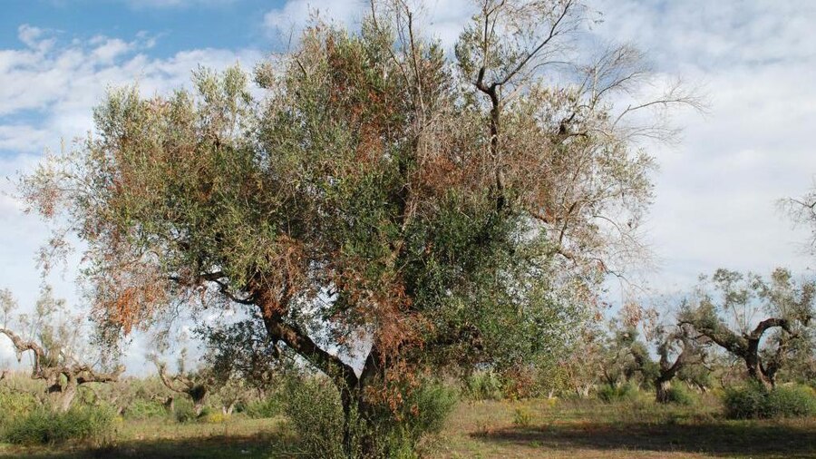 Feuerbakterium Xylella - Landwirtschaft - sachsen.de