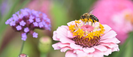 Biene auf rosa Zinnia