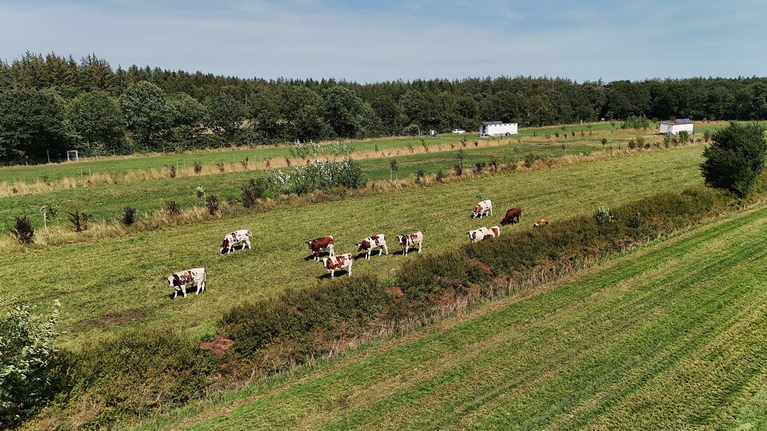 agrosilvopastorales_System_Kühe_Weide