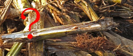 Foto Aktueller Rat Zuenslerlarve ist in Maisstoppel zu sehen