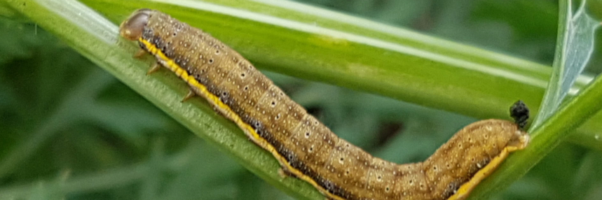 Gemüseeule (Lacanobia (Diataraxia) oleracea) an Möhren