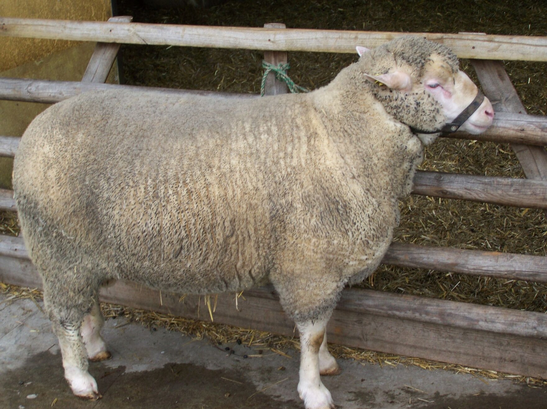 Merinofleischschaf