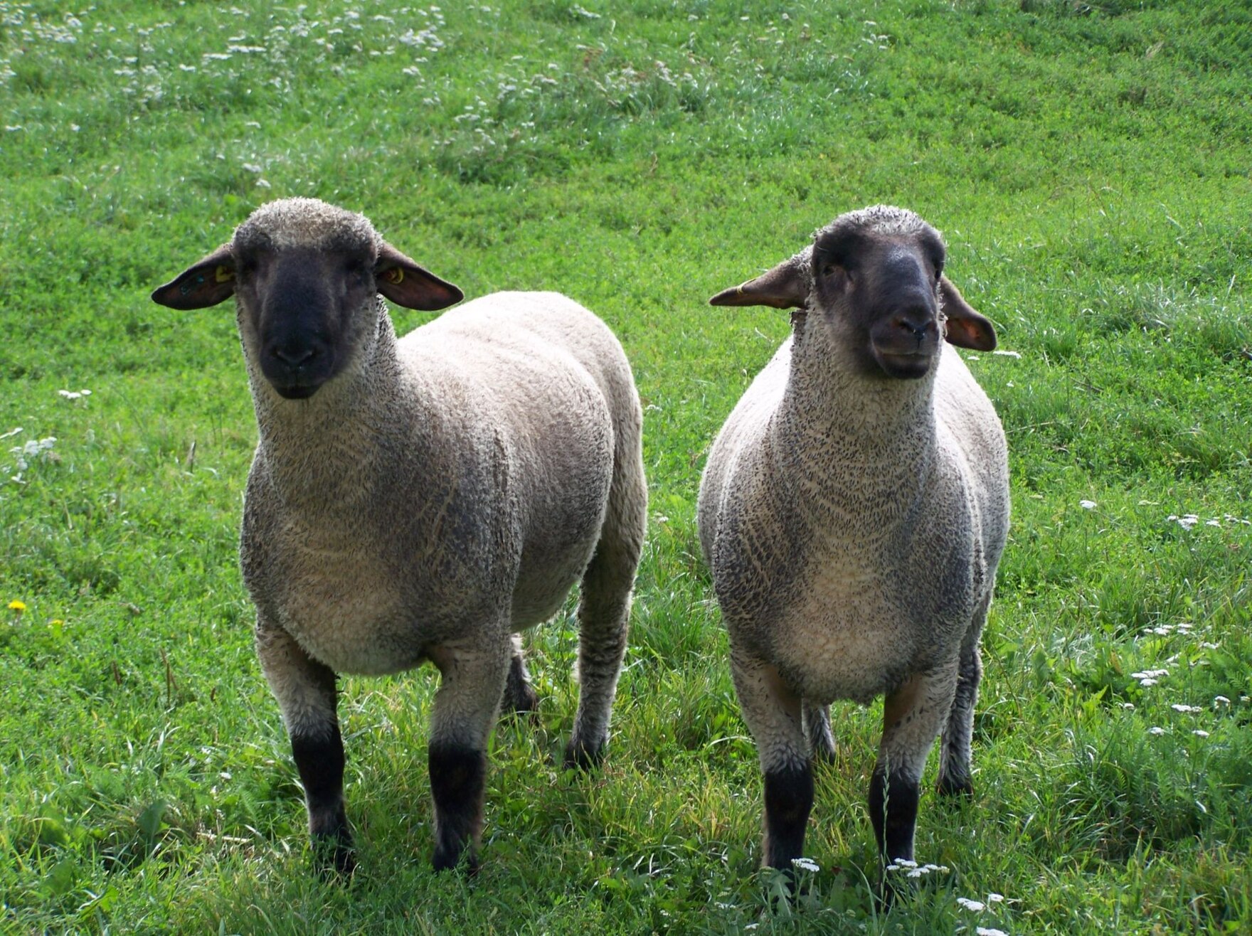 Schwarzköfpige Fleischschafe
