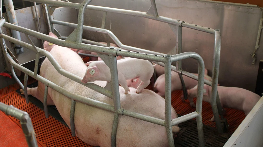 Sau mit Ferkeln in Bewegungsbuchte