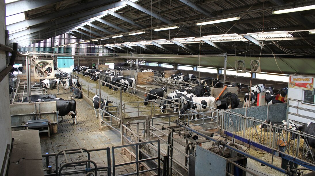 Milchkuhstall