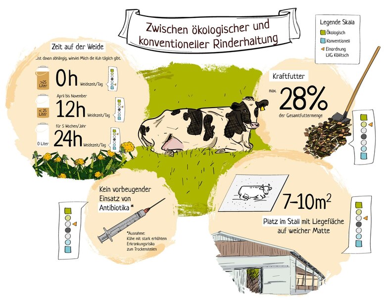 Vielfalt in der Rinderhaltung - Landwirtschaft - sachsen.de