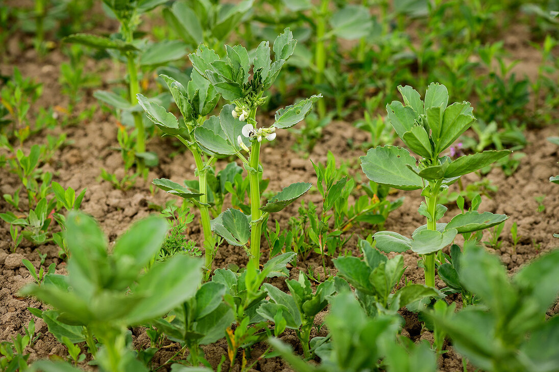 Pflanze einer Ackerbohne mit Blüte auf dem Feld