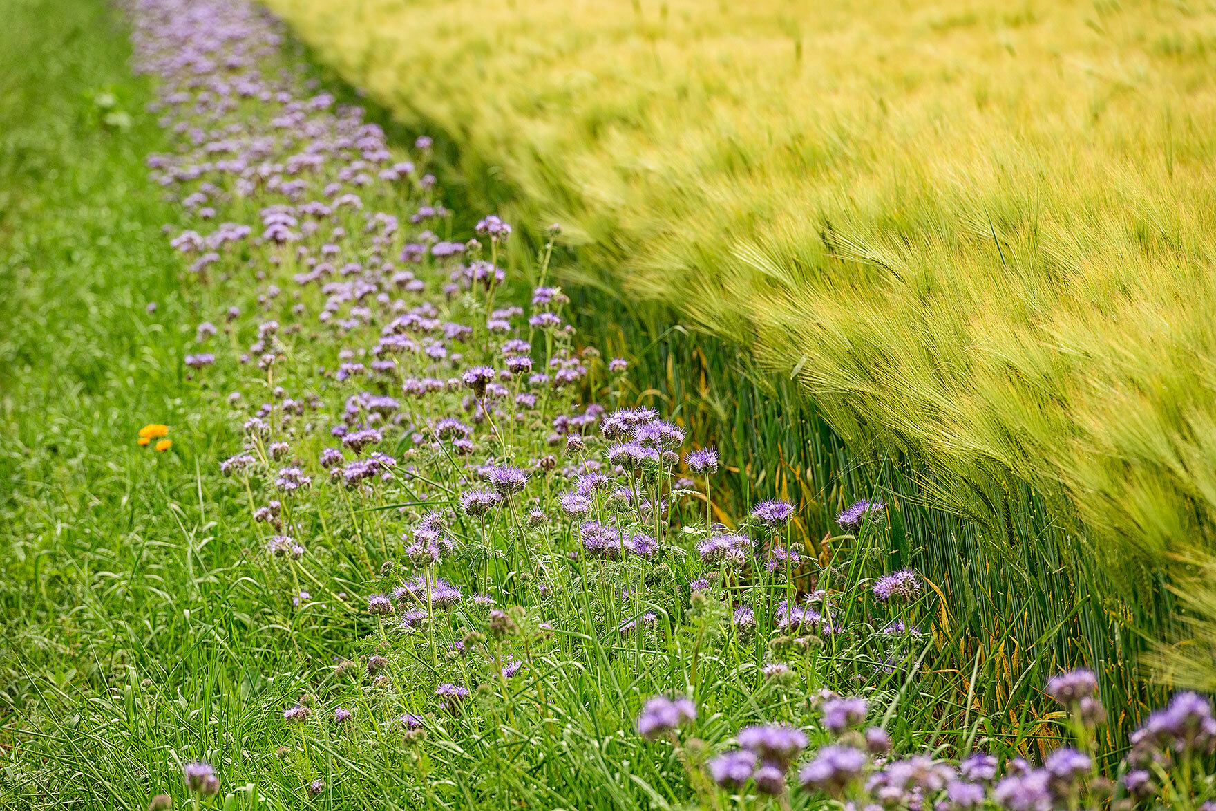 Blick auf einen Bühstreifen mit lilafarbenen Blüten. 