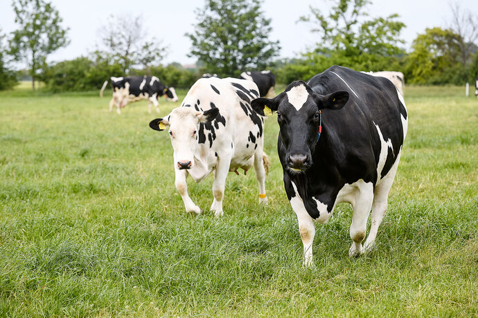 Kühe laufen auf einer grünen Wiese. 