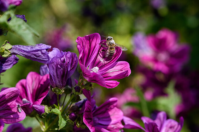 Lilafarbene Blüte mit Biene bedeckt mit Blütenstaub
