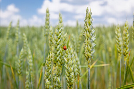 Blick in ein Tricitale-Feld und Ähre mit Marienkäfer