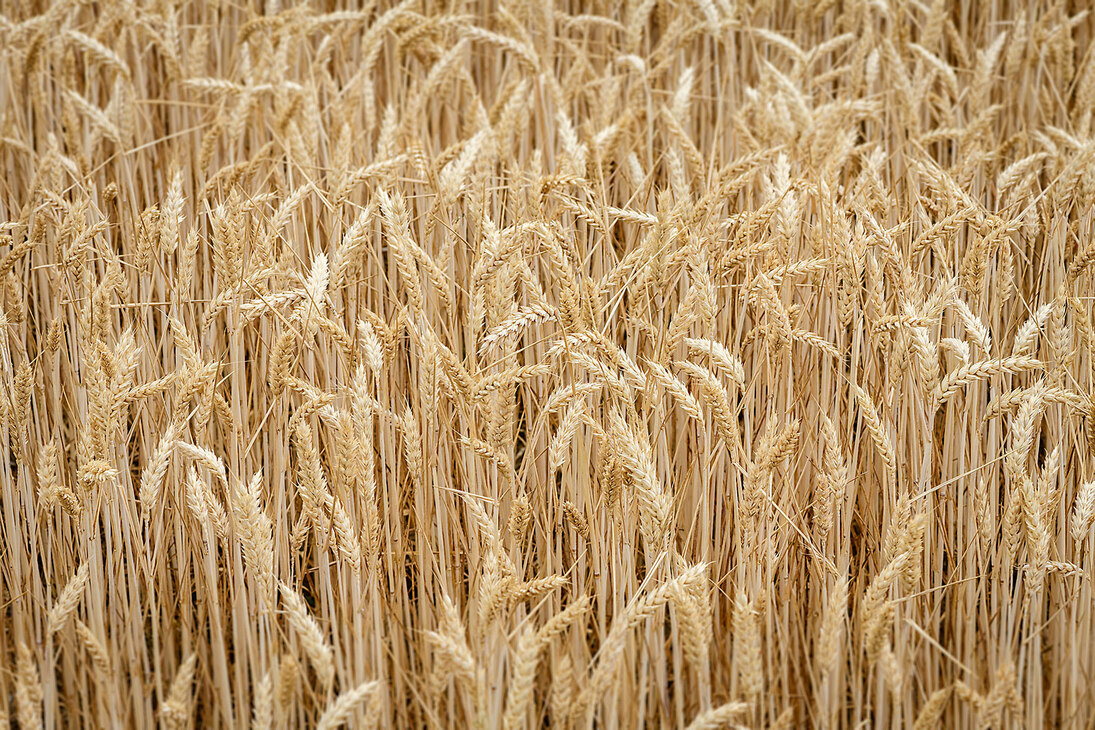 Feld von Tricitale mit gereiften Pflanzen 