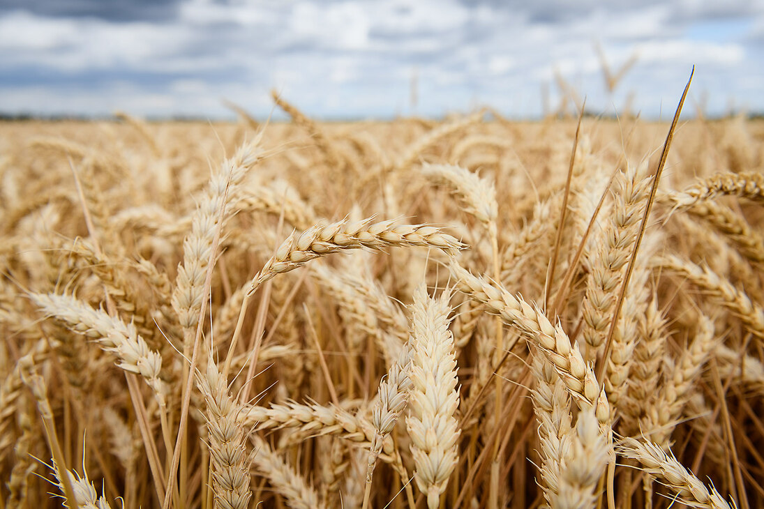 Feld mit reifen Weizenpflanzen