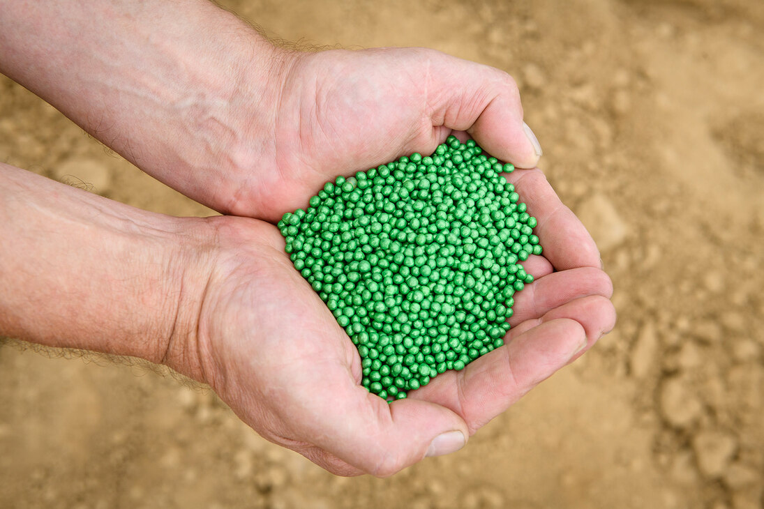 Eine Hand voll grüner Saatkörner