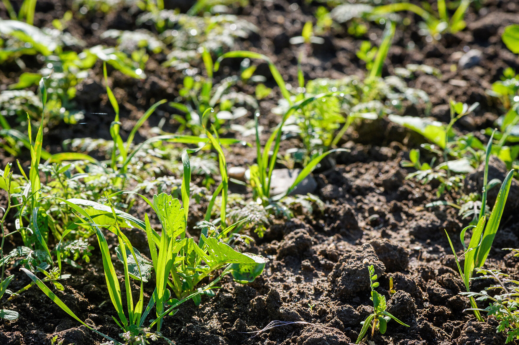 Verschiedene junge zarte Pflanzen wachsen auf dem Feld.