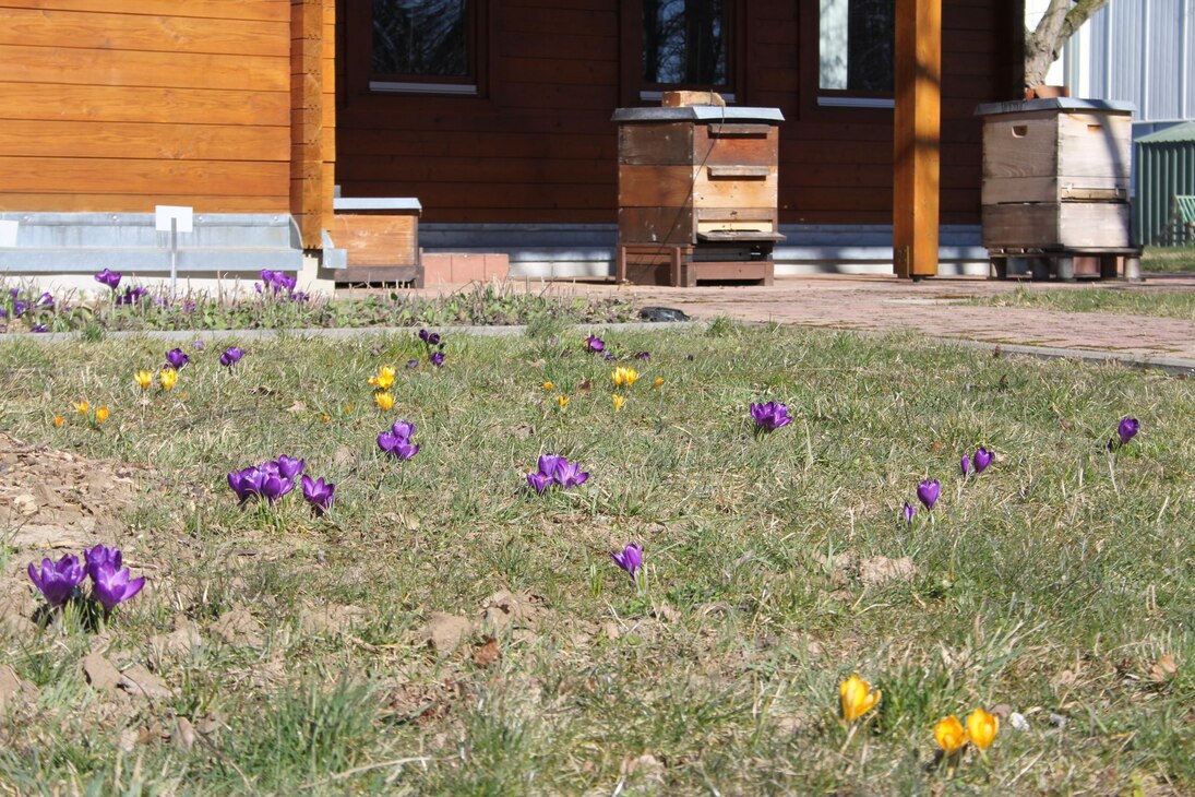Krokuse vor dem Bienenhaus